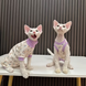 Боди с рукавами для котов Flying Horse Home Life Purple, M, 28 см, 30 см, 18 см