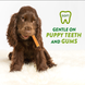 Натуральні ласощі для зубів цуценят WHIMZEES Puppy Dental Care Dog Treat, M/L, 14 шт.
