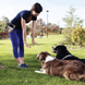 Сумка для выгула и тренировок собак Voyager Pet Nylon Waterproof Dog Treat Training Pouch grey