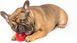 Інтерактивна іграшка-м'яч для собак Pet Qwerks Blinky Babble Ball, Червоний, Medium
