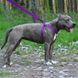 Шлея для собак BronzeDog Active Нейлонова зі Світловідбиттям Фіолетова