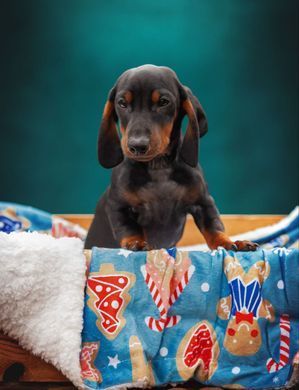 Одеяло для животных Derby Sherpa Blanket, Gingerbread Joy Cover Derby