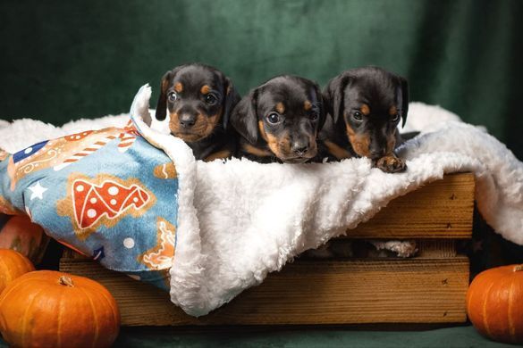 Одеяло для животных Derby Sherpa Blanket, Gingerbread Joy Cover Derby