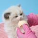 Бутылочка для кормления котят и щенков Derby Nursing Bottle, 30мл, Голубой