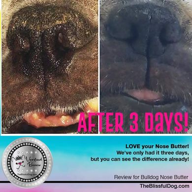 Зволожуюче масло для сухого носу собак The Blissful Dog Nose Butter (BullDog)