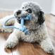 Жувальна кістка для цуценят KONG Puppy Goodie Bone з мотузкою, Блакитний, X-Small