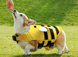 Рятувальний жилет для собак Derby Bee Design Dog Life Vest, L, 35 см, 50-75 см, 42-54 см