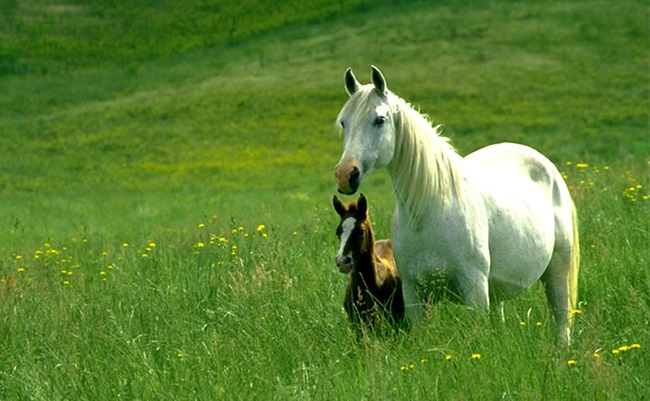 Зеленая Лошадь Фото